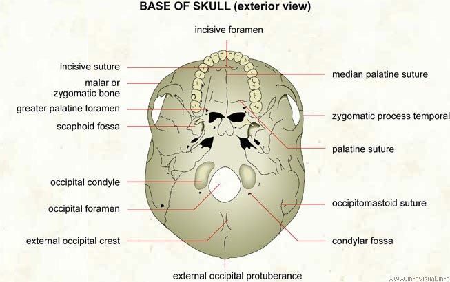 Skeletal System Diagrams